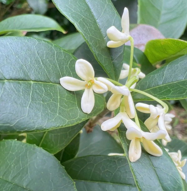 四季桂花、日本桂花、月香桂、月月桂